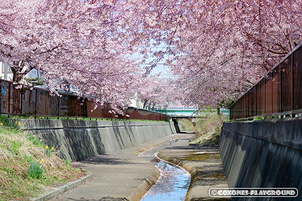 旧軽川緑地の桜並木3