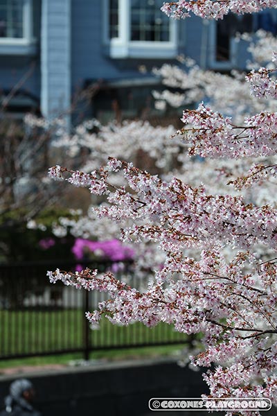 望遠で切り取った旧軽川緑地の桜2