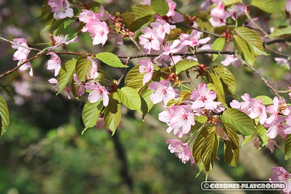 旭山記念公園の桜