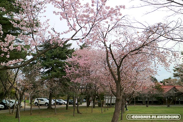 札幌護国神社の桜