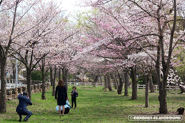 札幌護国神社の桜