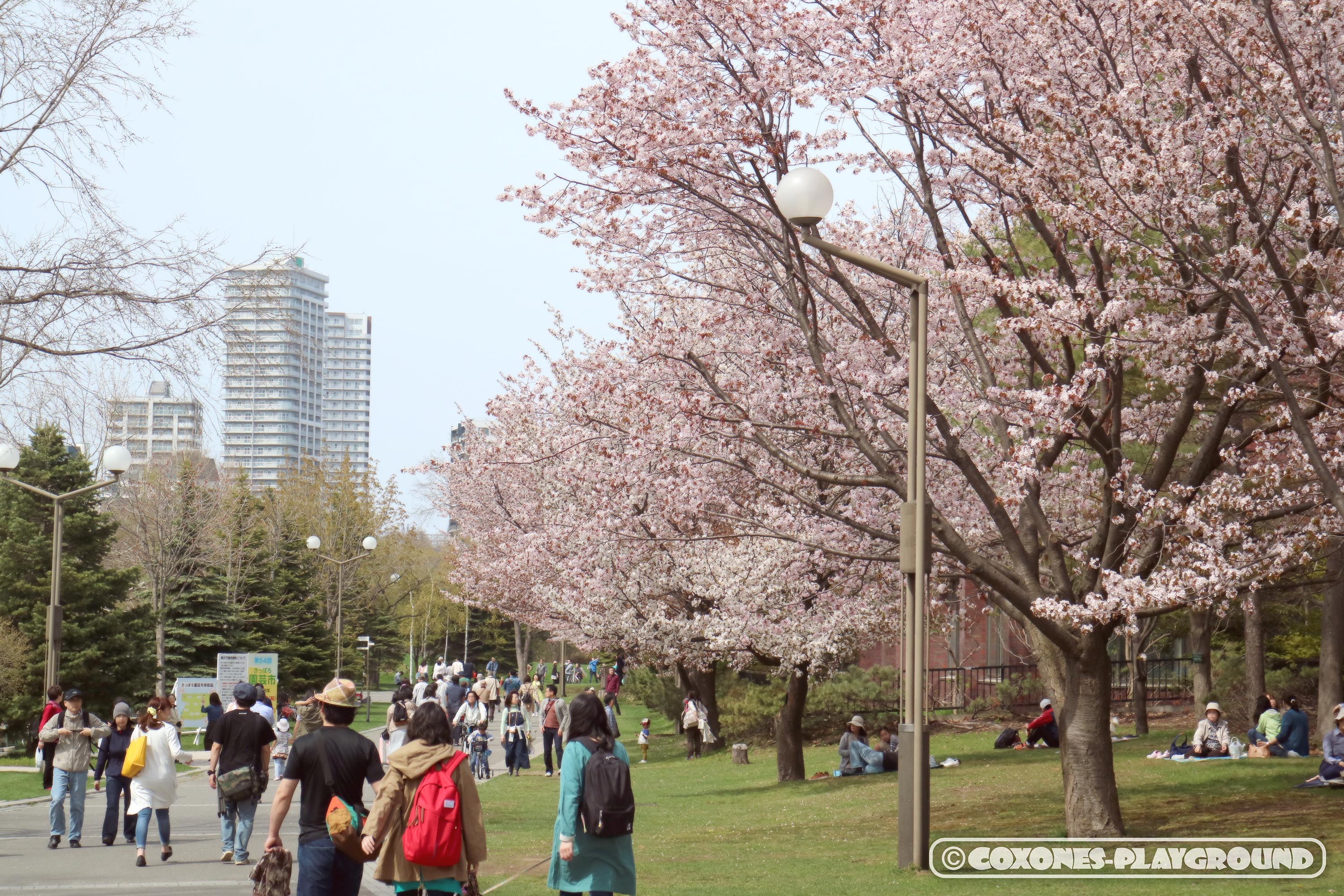 中島公園を桜が舞う中で写真撮影 散策 札幌市民の憩いの場 コクソンズ ブログ